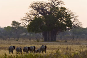 Tanzania Safaris - Baobab