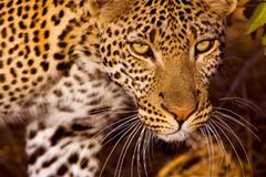 Tanzania Safaris - Leopard